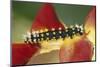 Costa Rica, Tortuguero, Caterpillar on Heliconia-Darrell Gulin-Mounted Photographic Print