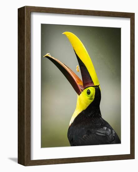 Costa Rica, toucan eating-George Theodore-Framed Photographic Print