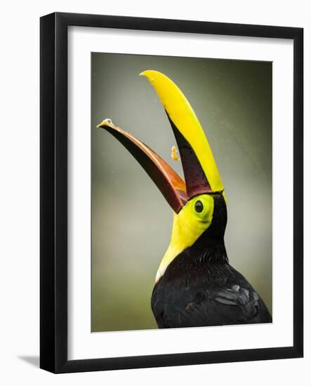 Costa Rica, toucan eating-George Theodore-Framed Photographic Print