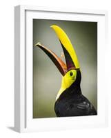 Costa Rica, toucan eating-George Theodore-Framed Photographic Print