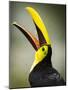 Costa Rica, toucan eating-George Theodore-Mounted Photographic Print