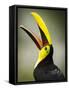 Costa Rica, toucan eating-George Theodore-Framed Stretched Canvas