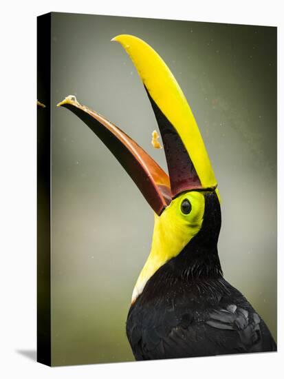 Costa Rica, toucan eating-George Theodore-Stretched Canvas