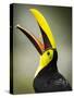 Costa Rica, toucan eating-George Theodore-Stretched Canvas