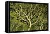 Costa Rica Tree Color 2-Moises Levy-Framed Stretched Canvas