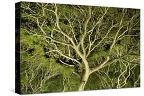 Costa Rica Tree Color 2-Moises Levy-Stretched Canvas