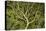 Costa Rica Tree Color 2-Moises Levy-Stretched Canvas