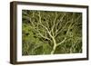Costa Rica Tree Color 2-Moises Levy-Framed Photographic Print