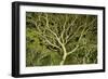 Costa Rica Tree Color 2-Moises Levy-Framed Photographic Print