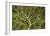 Costa Rica Tree Color 2-Moises Levy-Framed Photographic Print