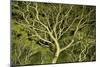 Costa Rica Tree Color 2-Moises Levy-Mounted Photographic Print