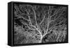 Costa Rica Tree-Moises Levy-Framed Stretched Canvas