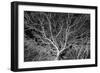 Costa Rica Tree-Moises Levy-Framed Photographic Print