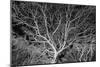 Costa Rica Tree-Moises Levy-Mounted Photographic Print