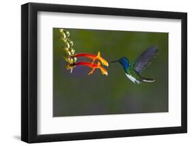 Costa Rica. White-necked Jacobin hummingbird.-Jaynes Gallery-Framed Premium Photographic Print