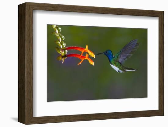 Costa Rica. White-necked Jacobin hummingbird.-Jaynes Gallery-Framed Photographic Print