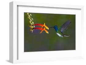 Costa Rica. White-necked Jacobin hummingbird.-Jaynes Gallery-Framed Photographic Print