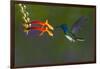 Costa Rica. White-necked Jacobin hummingbird.-Jaynes Gallery-Framed Photographic Print