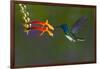 Costa Rica. White-necked Jacobin hummingbird.-Jaynes Gallery-Framed Photographic Print