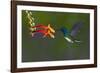 Costa Rica. White-necked Jacobin hummingbird.-Jaynes Gallery-Framed Photographic Print