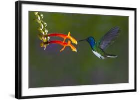 Costa Rica. White-necked Jacobin hummingbird.-Jaynes Gallery-Framed Photographic Print