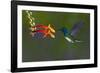 Costa Rica. White-necked Jacobin hummingbird.-Jaynes Gallery-Framed Photographic Print