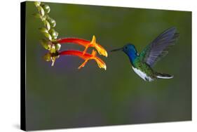 Costa Rica. White-necked Jacobin hummingbird.-Jaynes Gallery-Stretched Canvas