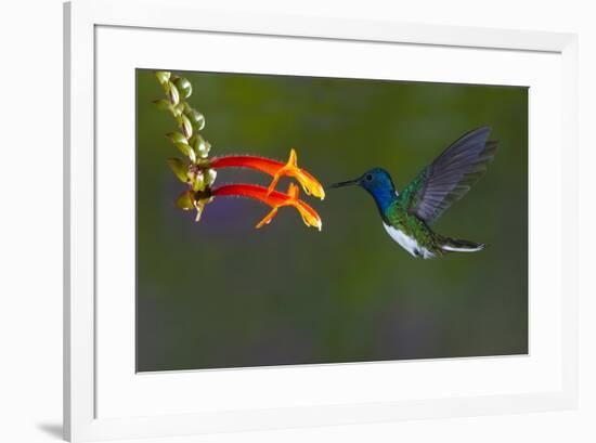 Costa Rica. White-necked Jacobin hummingbird.-Jaynes Gallery-Framed Premium Photographic Print