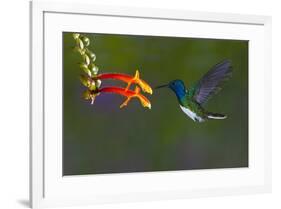 Costa Rica. White-necked Jacobin hummingbird.-Jaynes Gallery-Framed Premium Photographic Print