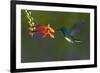 Costa Rica. White-necked Jacobin hummingbird.-Jaynes Gallery-Framed Premium Photographic Print