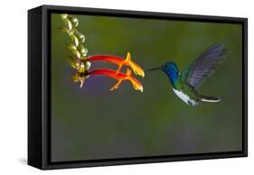 Costa Rica. White-necked Jacobin hummingbird.-Jaynes Gallery-Framed Stretched Canvas