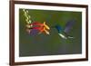 Costa Rica. White-necked Jacobin hummingbird.-Jaynes Gallery-Framed Photographic Print