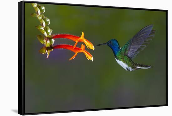 Costa Rica. White-necked Jacobin hummingbird.-Jaynes Gallery-Framed Stretched Canvas