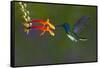 Costa Rica. White-necked Jacobin hummingbird.-Jaynes Gallery-Framed Stretched Canvas