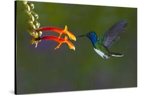 Costa Rica. White-necked Jacobin hummingbird.-Jaynes Gallery-Stretched Canvas