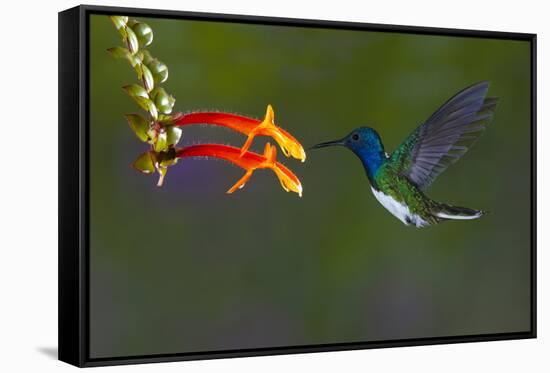 Costa Rica. White-necked Jacobin hummingbird.-Jaynes Gallery-Framed Stretched Canvas