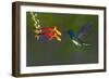 Costa Rica. White-necked Jacobin hummingbird.-Jaynes Gallery-Framed Photographic Print