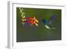 Costa Rica. White-necked Jacobin hummingbird.-Jaynes Gallery-Framed Photographic Print