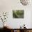 Costa Rica-null-Mounted Photographic Print displayed on a wall