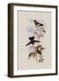 Costa Rican Hummingbird, Panterpe Insignis-John Gould-Framed Giclee Print