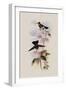 Costa Rican Hummingbird, Panterpe Insignis-John Gould-Framed Giclee Print