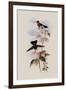 Costa Rican Hummingbird, Panterpe Insignis-John Gould-Framed Giclee Print