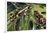 Costa Rican Variable Harlequin Toad (Atelopus Varius), Bufonidae-null-Framed Premium Giclee Print