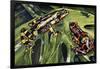 Costa Rican Variable Harlequin Toad (Atelopus Varius), Bufonidae-null-Framed Premium Giclee Print