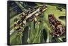 Costa Rican Variable Harlequin Toad (Atelopus Varius), Bufonidae-null-Framed Stretched Canvas