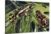 Costa Rican Variable Harlequin Toad (Atelopus Varius), Bufonidae-null-Stretched Canvas