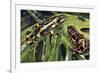 Costa Rican Variable Harlequin Toad (Atelopus Varius), Bufonidae-null-Framed Giclee Print