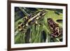 Costa Rican Variable Harlequin Toad (Atelopus Varius), Bufonidae-null-Framed Giclee Print