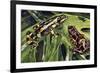 Costa Rican Variable Harlequin Toad (Atelopus Varius), Bufonidae-null-Framed Giclee Print