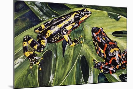 Costa Rican Variable Harlequin Toad (Atelopus Varius), Bufonidae-null-Mounted Giclee Print